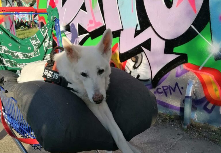 Pourquoi une poussette pour chien peut tout changer