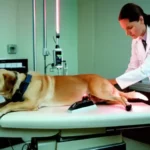 Traitement au laser pour l’arthrodèse canine : une avancée pour le confort de nos chiens séniors?