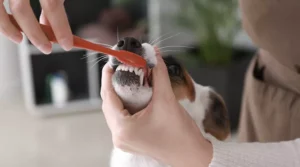 Lire la suite à propos de l’article Les soins dentaires pour un chien senior : un aspect souvent négligé